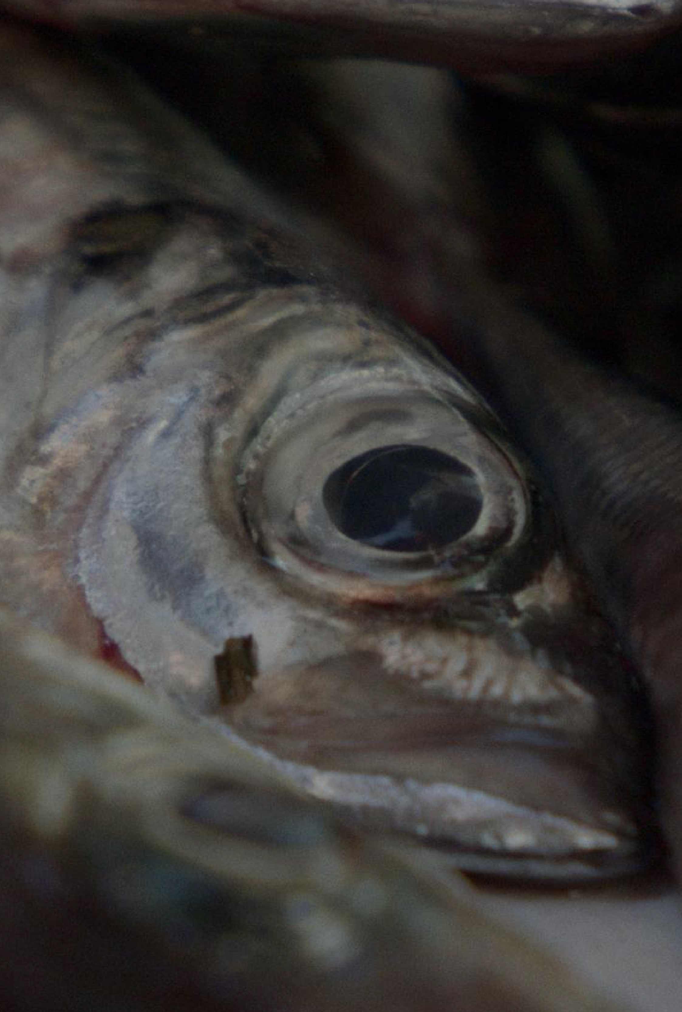 Lee más sobre el artículo Los peces no cierran los ojos