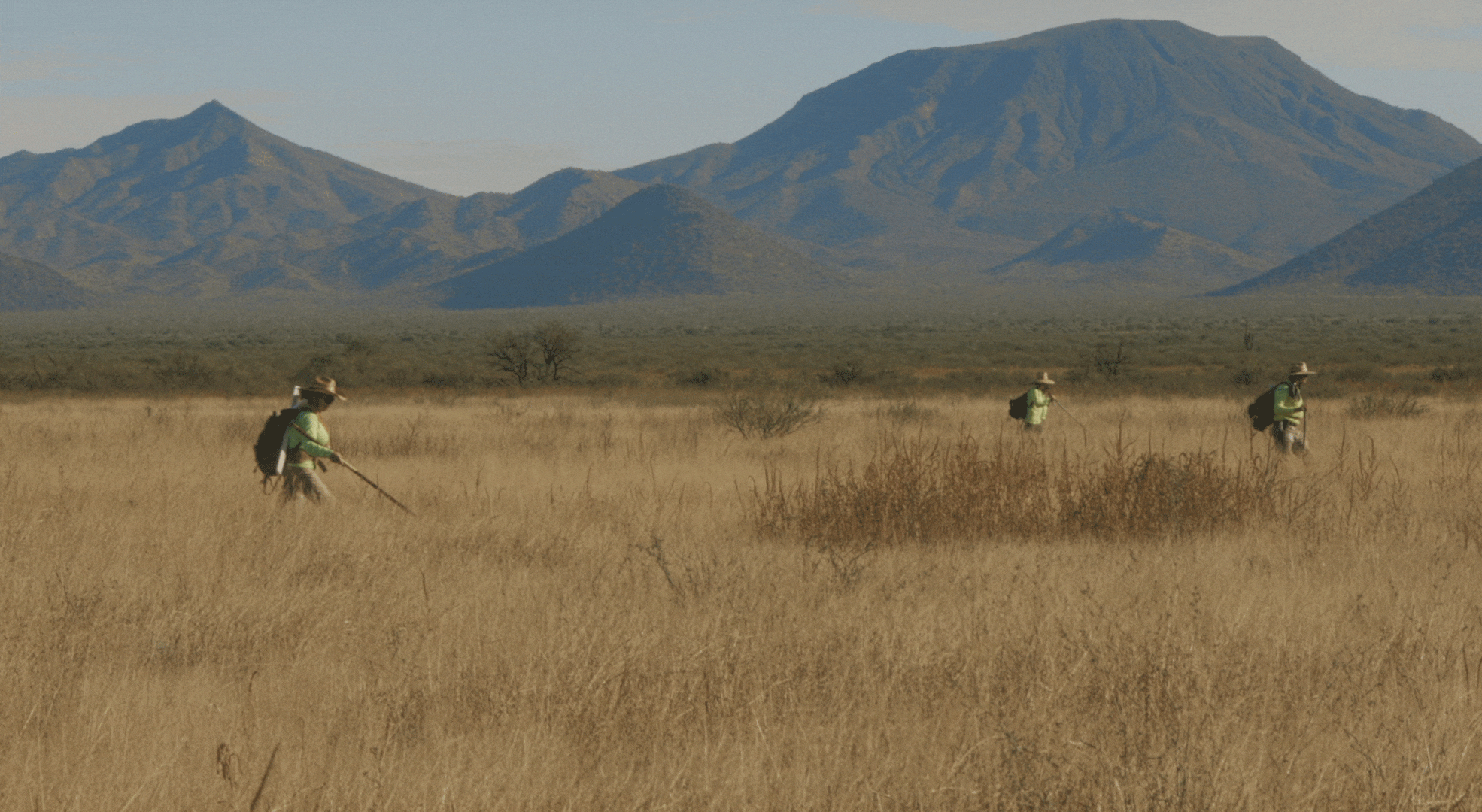 Read more about the article ¿A dónde vamos, coyote?
