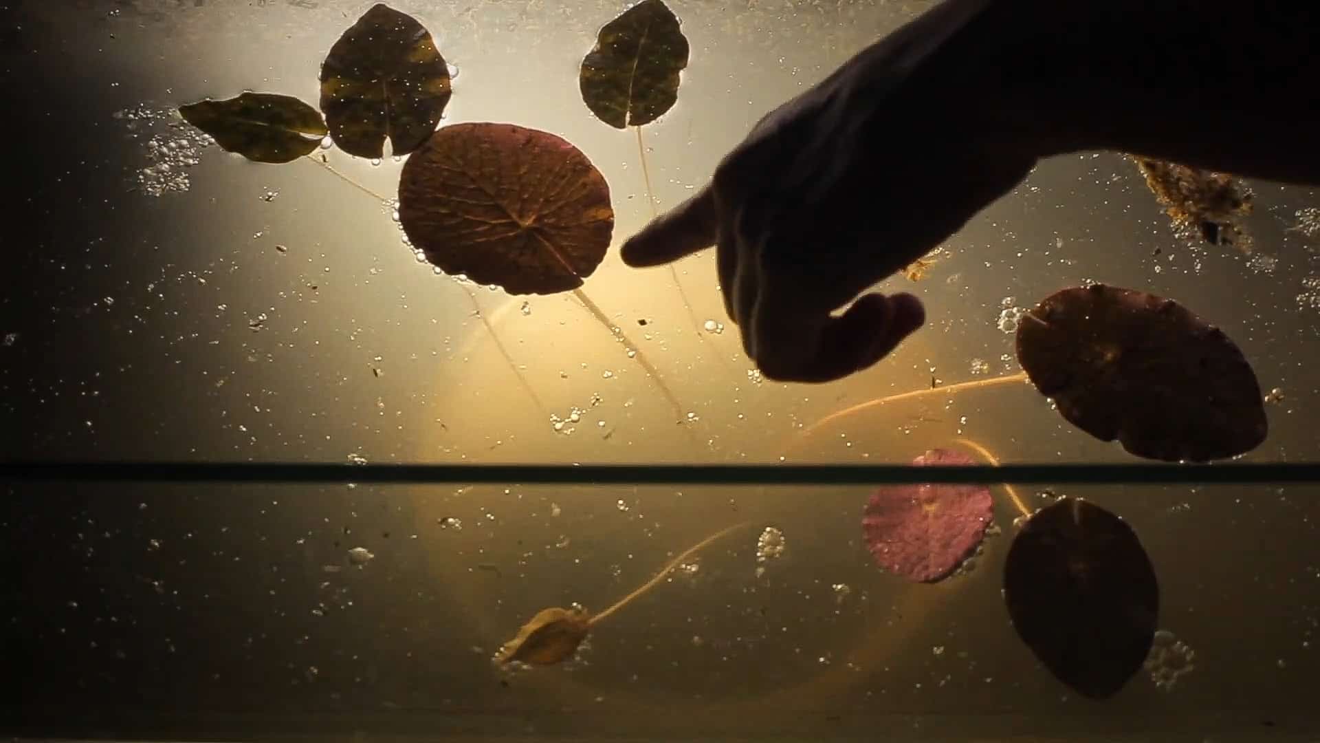 Read more about the article Yrupẽ